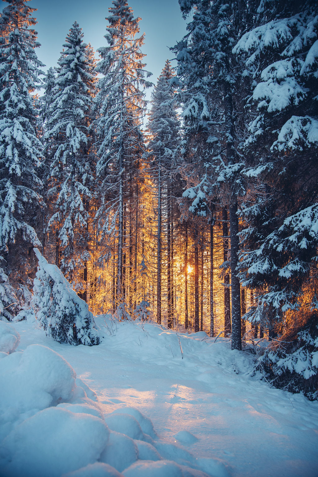 Snöig skogsstig i gyllene vinterljus
