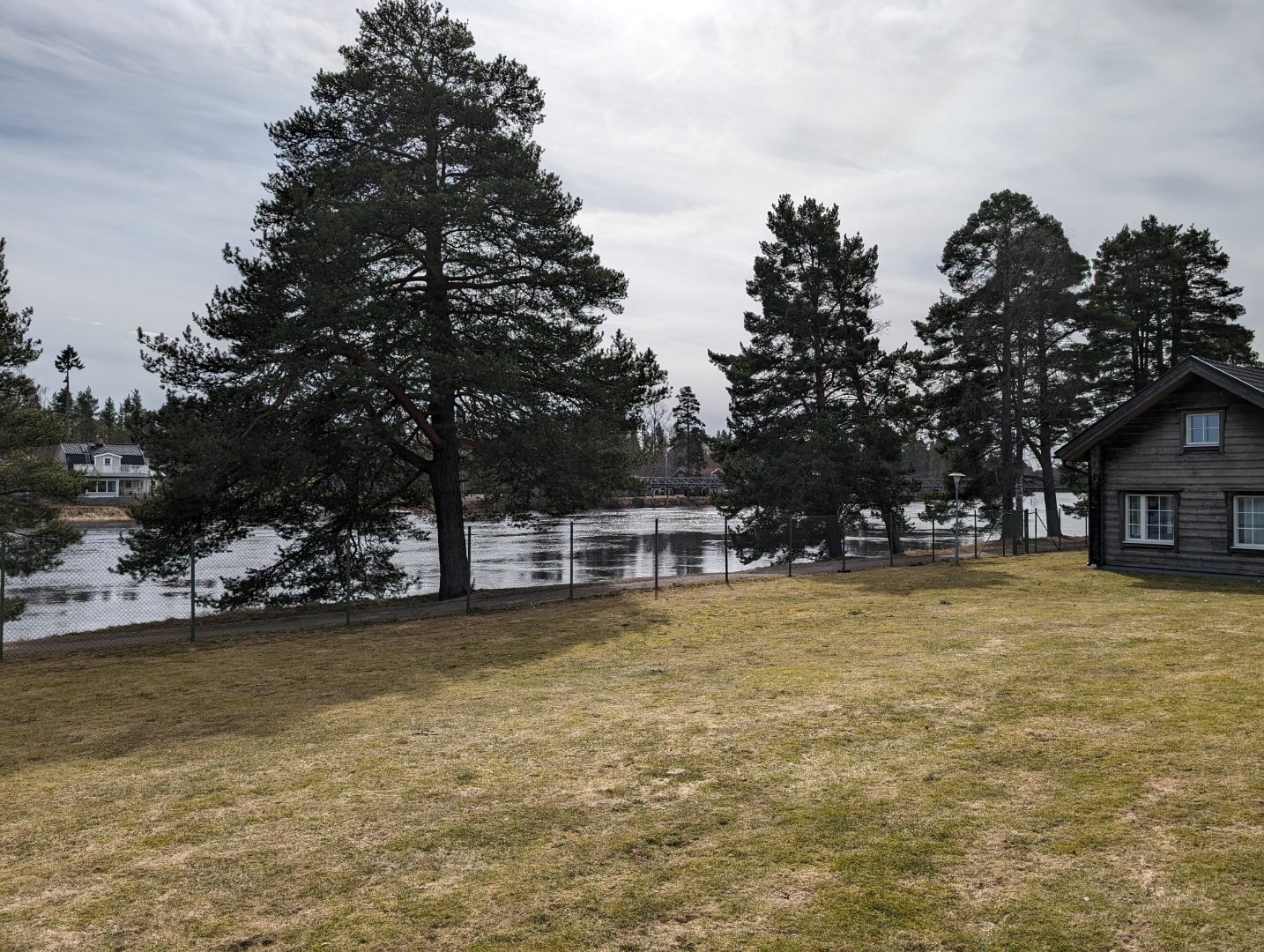 Älven vid Flottaren under tidig vår — tallar och en timmerstuga vid vattenbrynet.