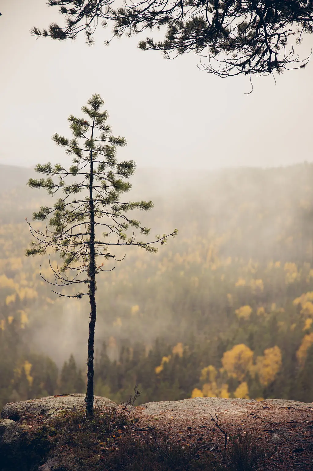 Höstfärgad björkskog i Dalarna